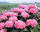 町の花「あじさい」 町の花「あじさい」