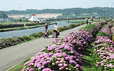 あじさい遊歩道