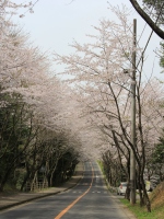 八田桜通り