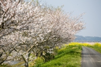 牛尾さくら公園