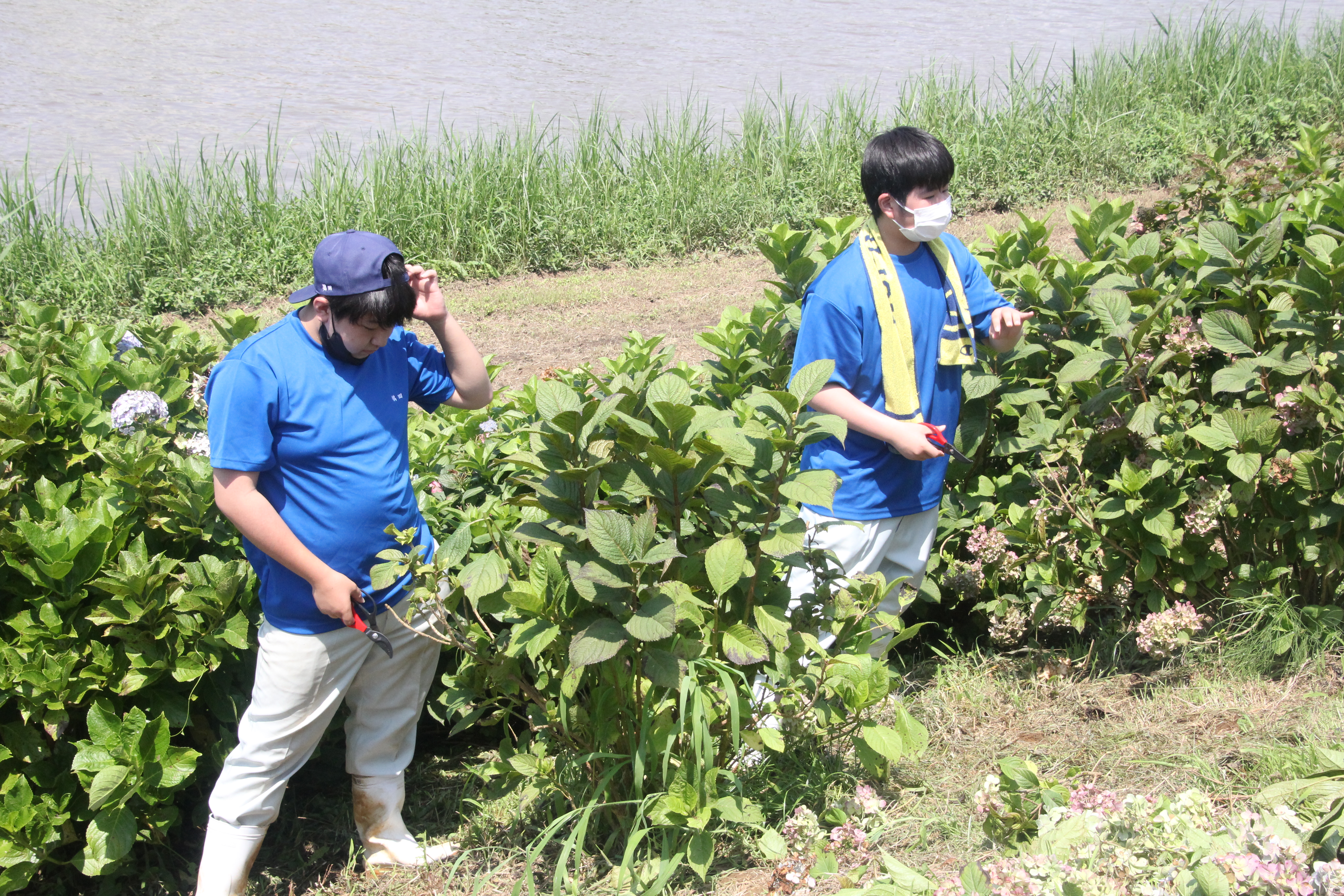 あじさい剪定①