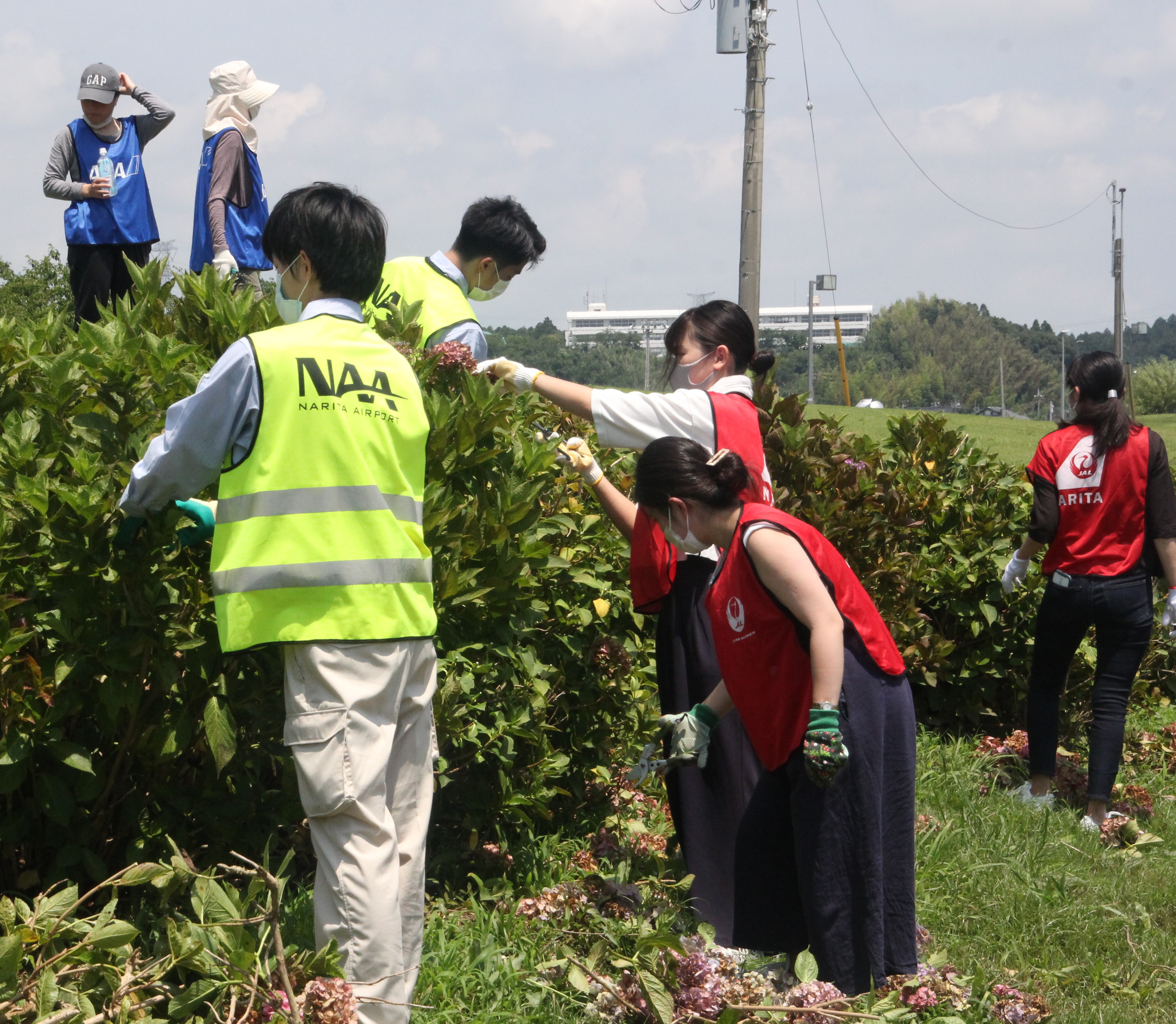 あじさい剪定②
