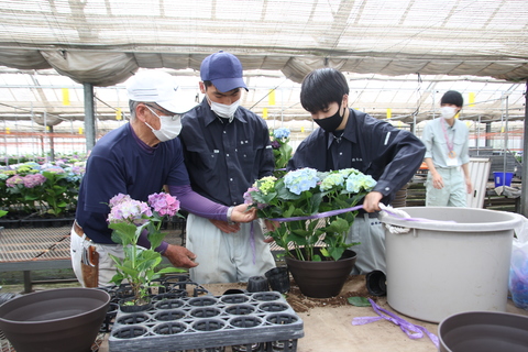 多古高校生徒によるあじさい寄せ植え