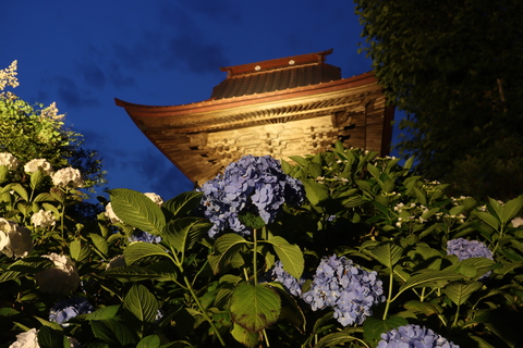 千葉日報】ライトアップ8000株幻想的に 多古・日本寺（6月16日