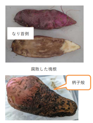 腐敗した塊根
