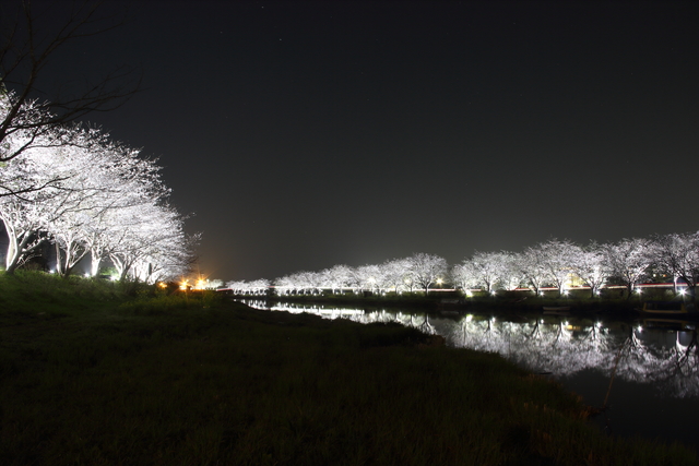 栗山川 桜ライトアップ